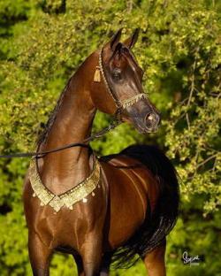 قیمت اسب عربی اصیل
