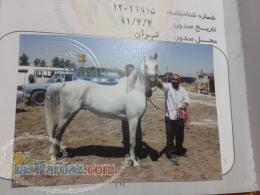 قیمت اسب عرب دره شور